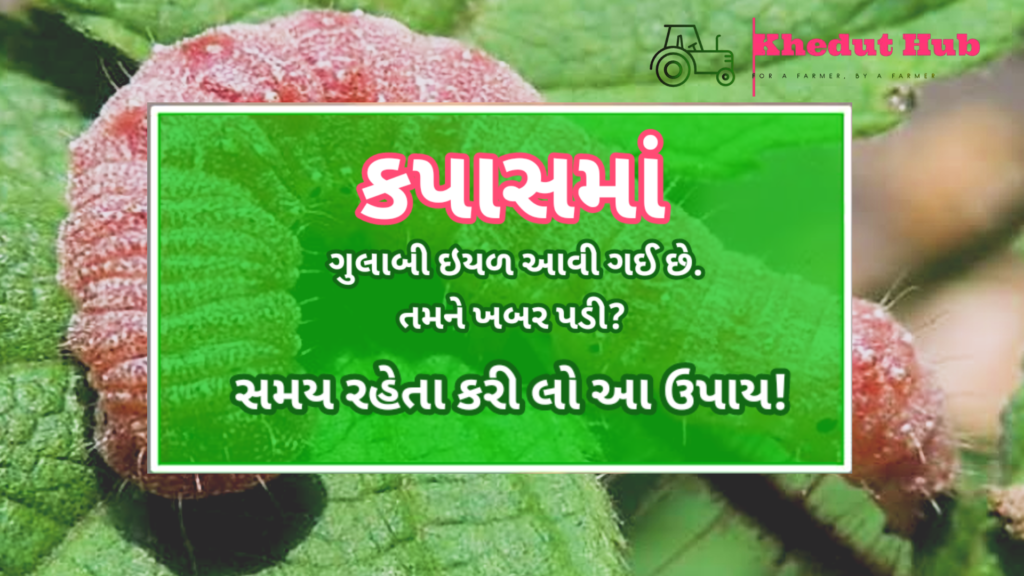 કપાસમાં ગુલાબી ઈયળ આવી ગઈ છે તમને ખબર પડી | કપાસમાં ગુલાબી ઈયળનું નિયંત્રણ