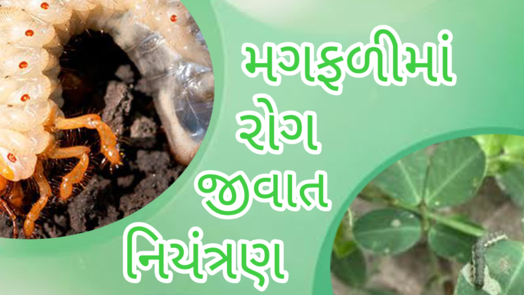 મગફળીમાં રોગ જીવાત