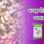 મગફળીમાં પોષણ વ્યવસ્થાપન