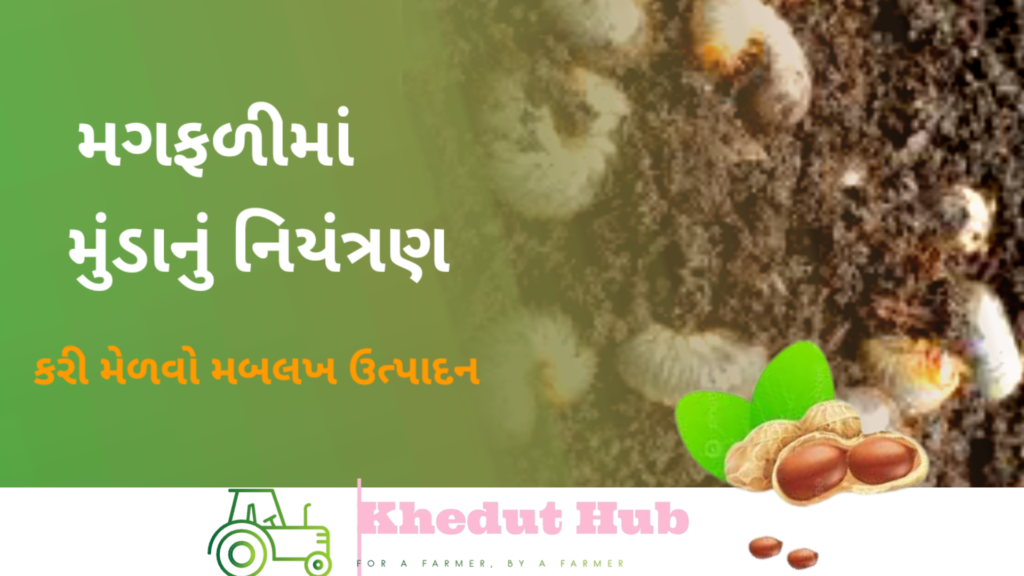 મગફળીમાં મુંડાનું નિયંત્રણ