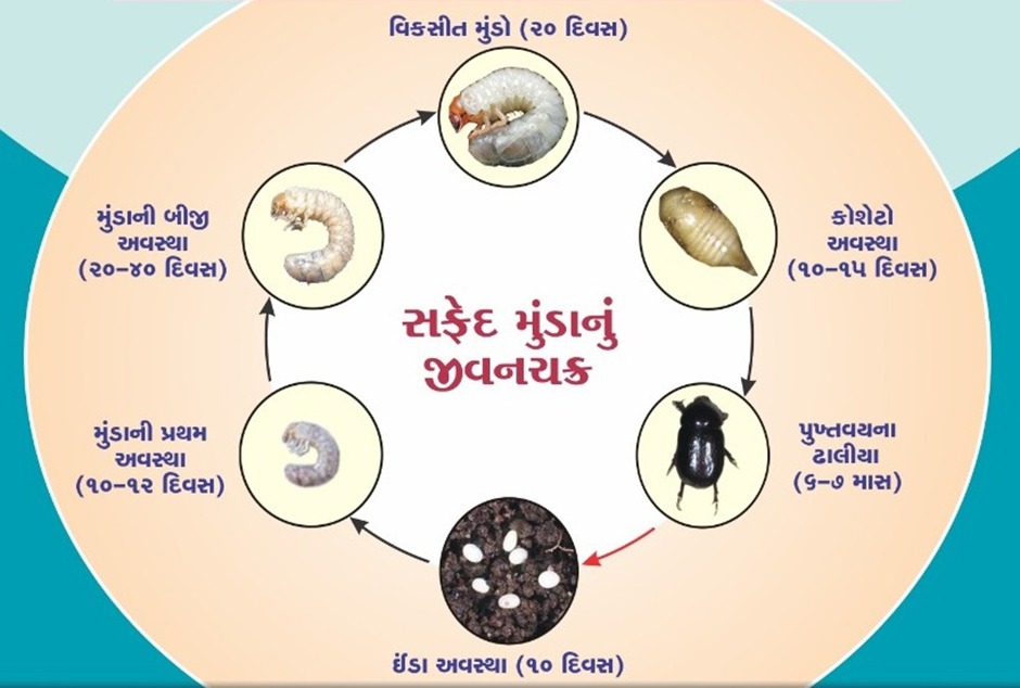 સફેદ મુંડાનું જીવનચક્ર